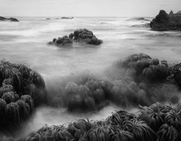 Channel Island Exhibit